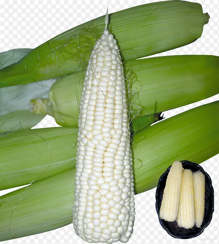优质白色大玉米穗