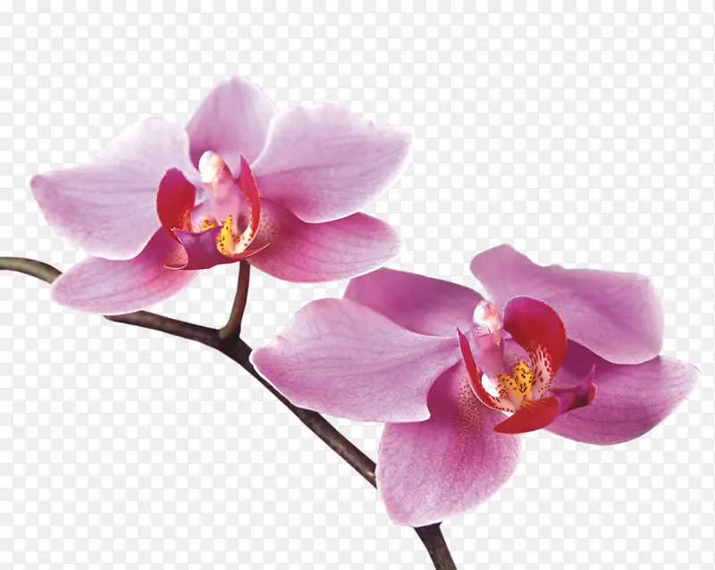 紫色马蹄莲
