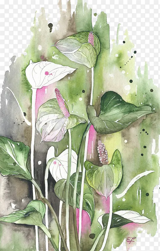 海芋花唯美水彩画