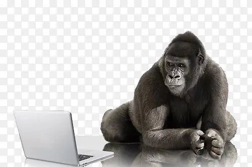 玩电脑的黑猩猩