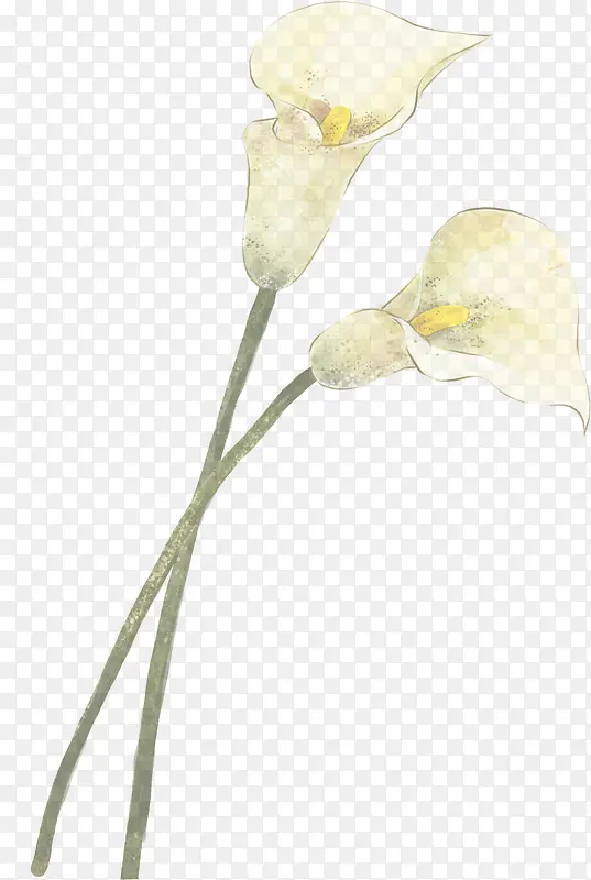 白色唯美水彩马蹄莲花朵