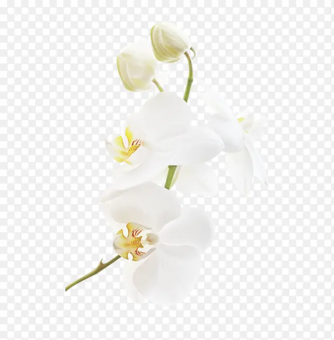 白色兰花装饰图案
