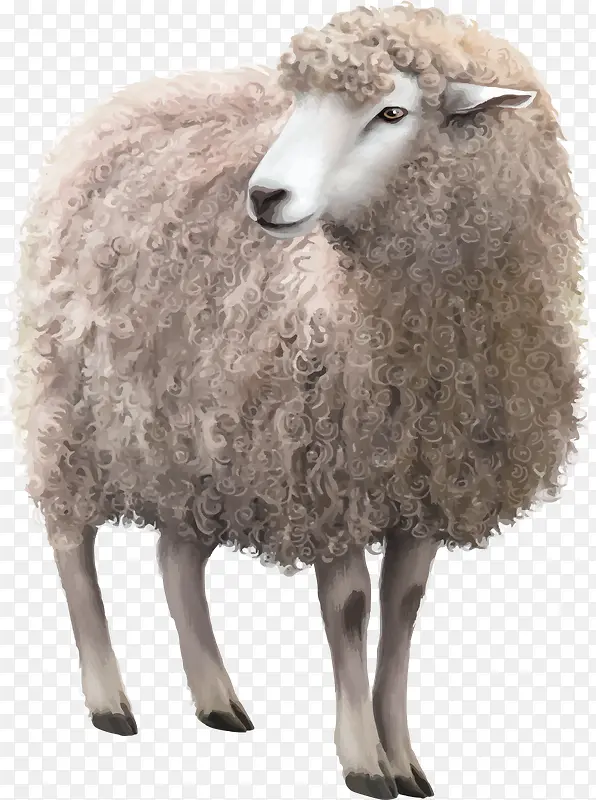 毛茸茸的绵羊