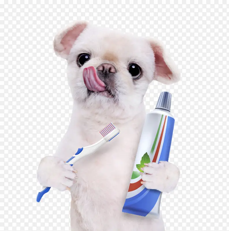 宠物小狗拿着牙刷和牙膏实物