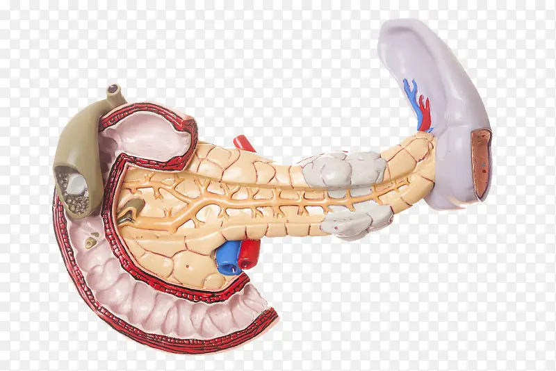 人体器官结构解剖