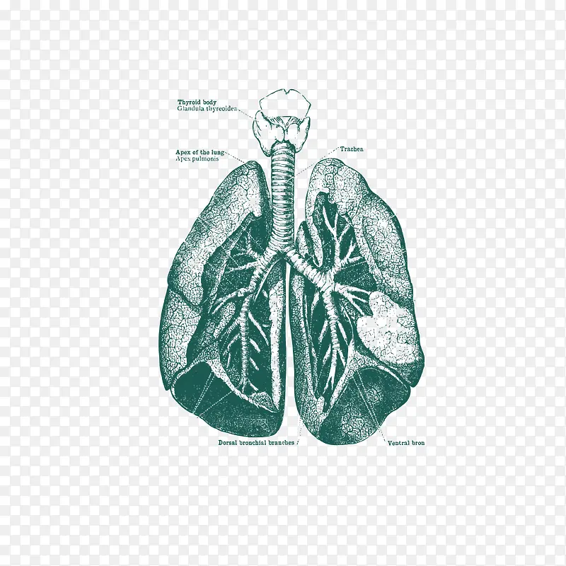 精致手绘肺部血管矢量图