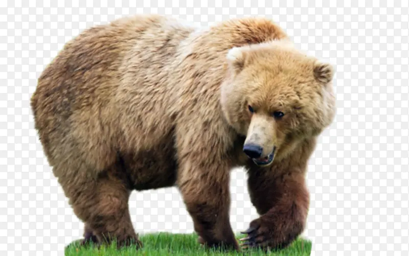 草地上的大胖熊