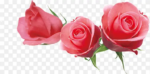 三朵漂亮的玫瑰花