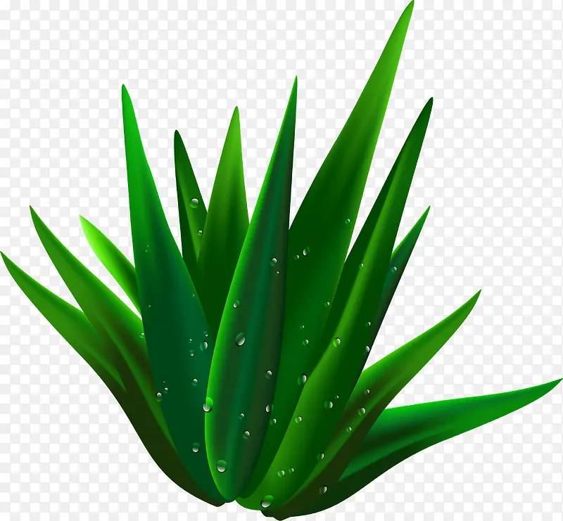 沾了水珠的芦荟