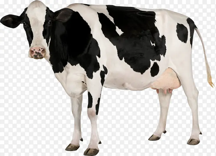 卡通站着的奶牛抠图
