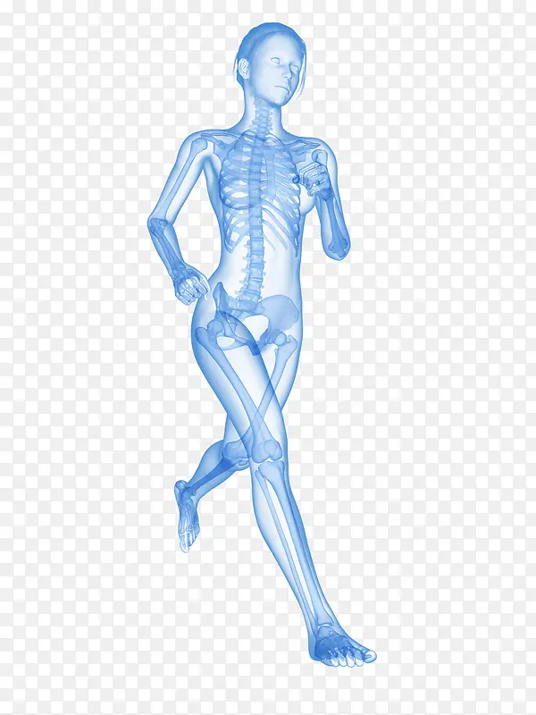 女人慢跑骨骼系统插画