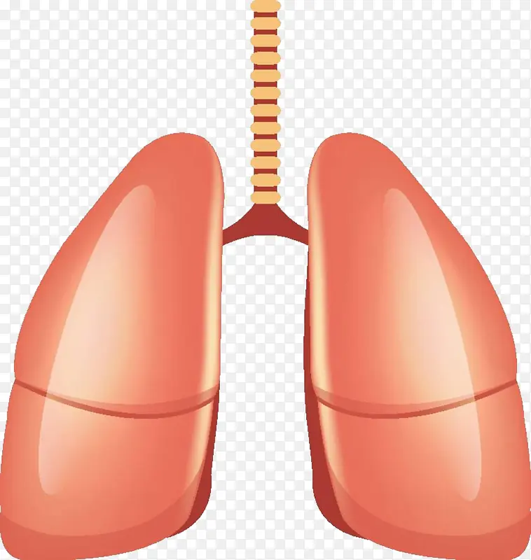 人体肺器官立体插画