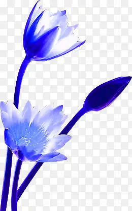 蓝色花与花苞