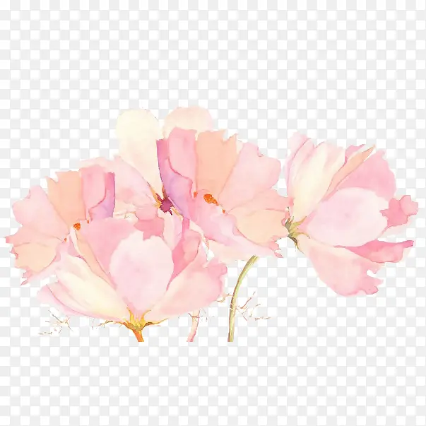 手绘粉色菊花装饰