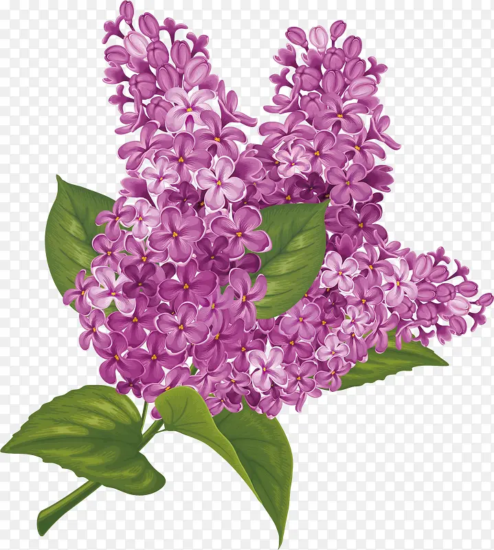 水彩画紫荆花矢量