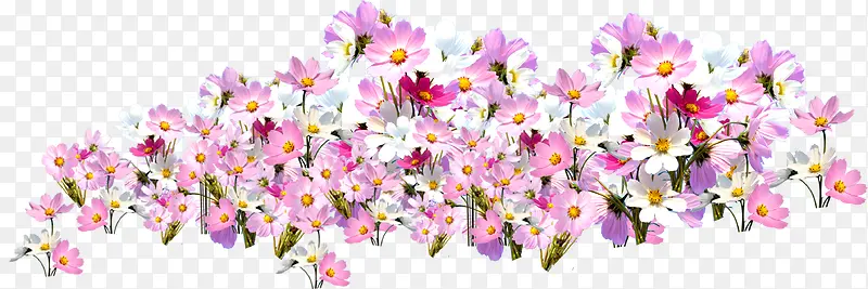 一簇粉白色鲜花