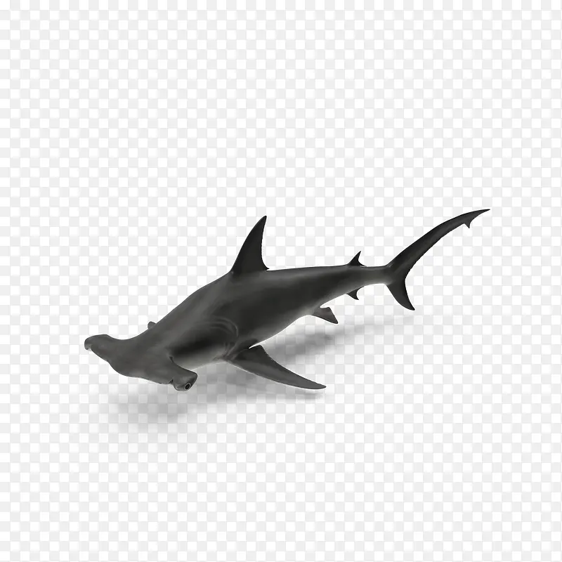 海洋生物之鲨鱼