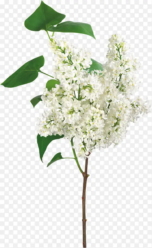 可爱白色花朵树木