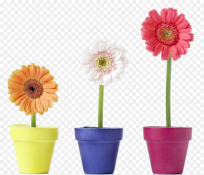 鲜花