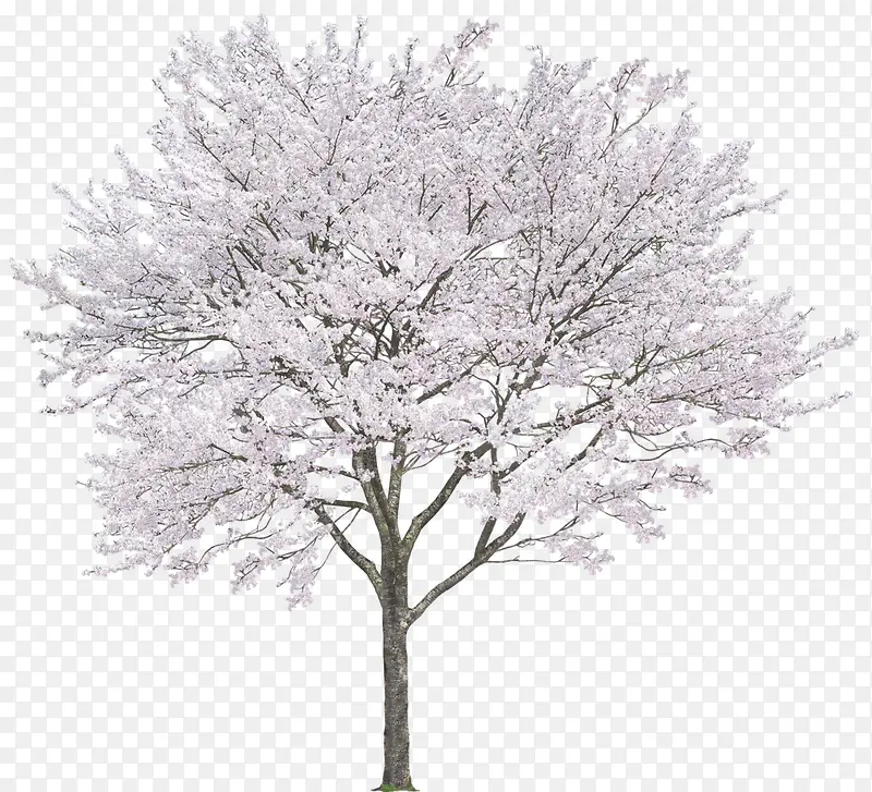 白色花朵 树木  树枝  立面树png素