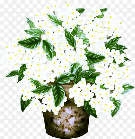 花盆里面的白色鲜花