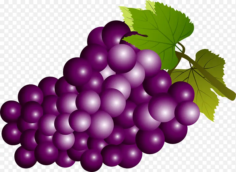 紫色矢量葡萄