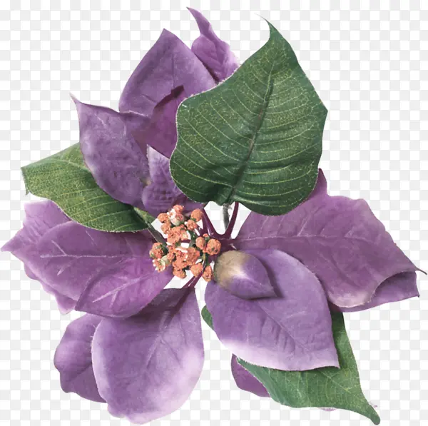 实物紫色树叶小花
