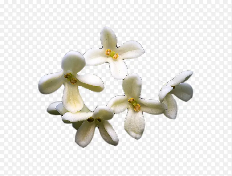 白色桂花花瓣图片素材