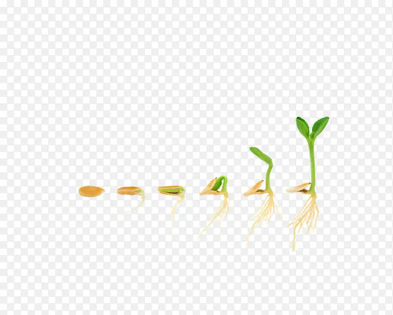 种子发芽过程