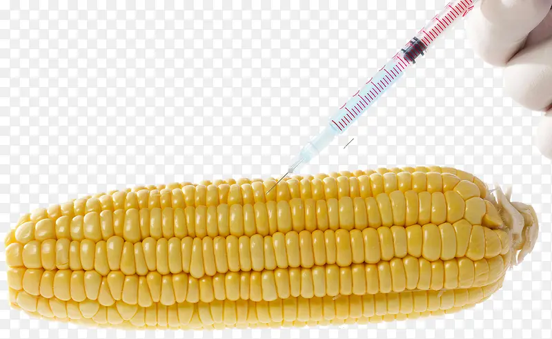 新品种玉米农业科技