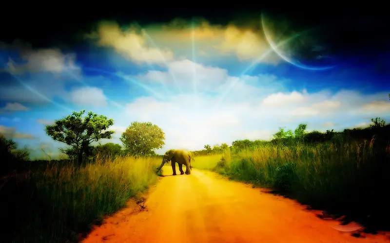 行走在星光上的大象