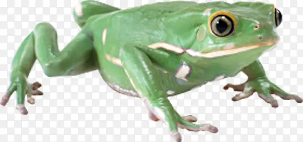 绿色小青蛙