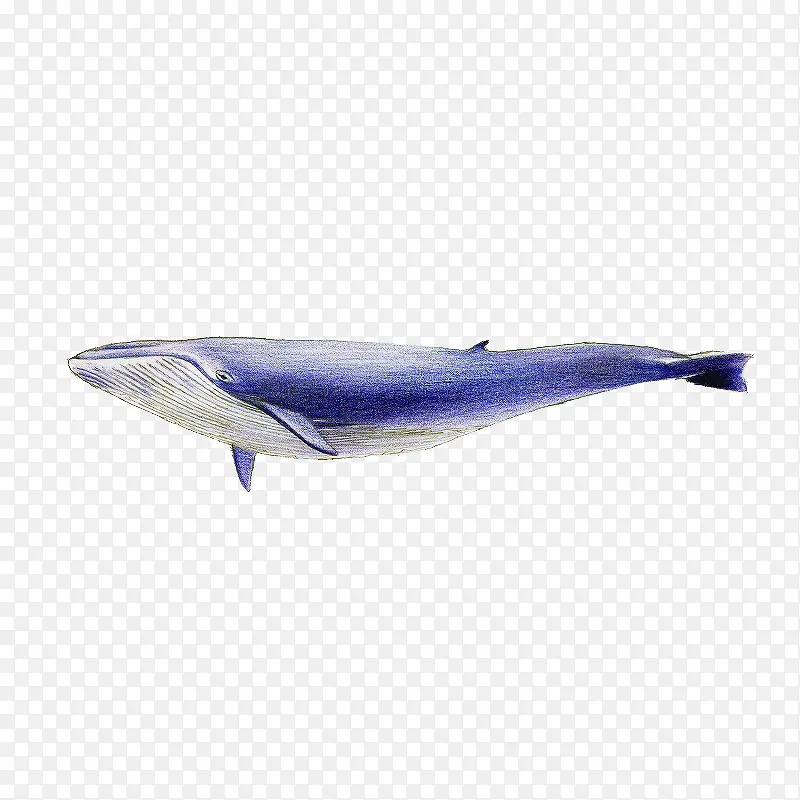 手绘一只蓝色的座头鲸宣传设计免