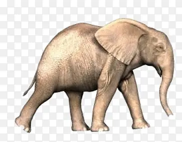 行走中的大象透明