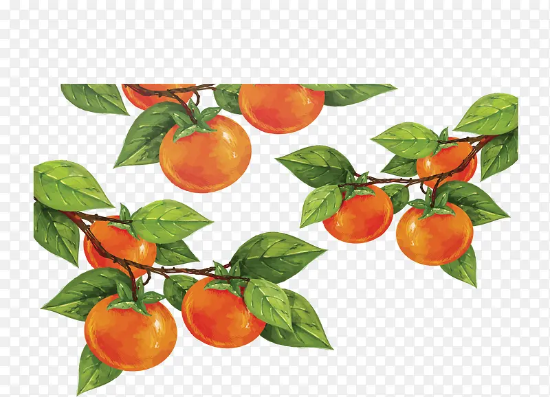 手绘风秋季丰收的柿子
