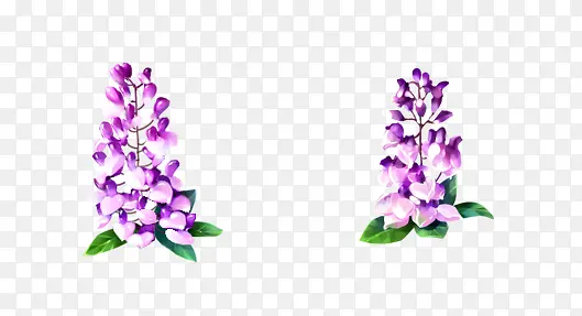 两株紫藤花