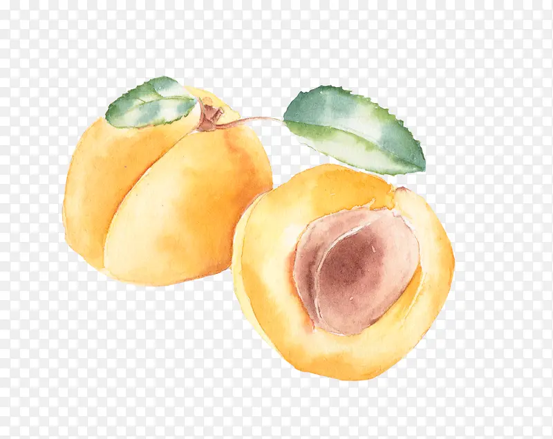手绘水彩黄杏