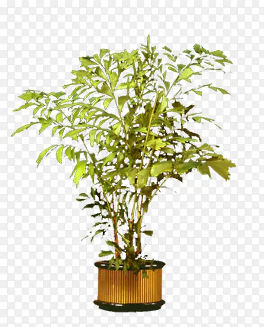 盆栽植物PNG图片素材下载_图片编号8161298-PNG素材网