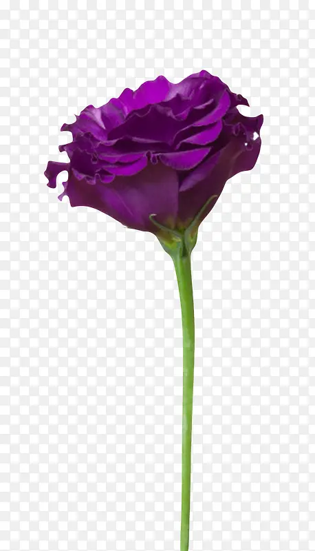紫色鲜艳的带花梗的一朵大花实物