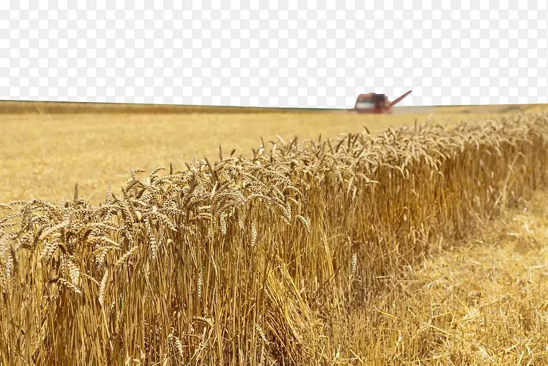 丰收的小麦摄影