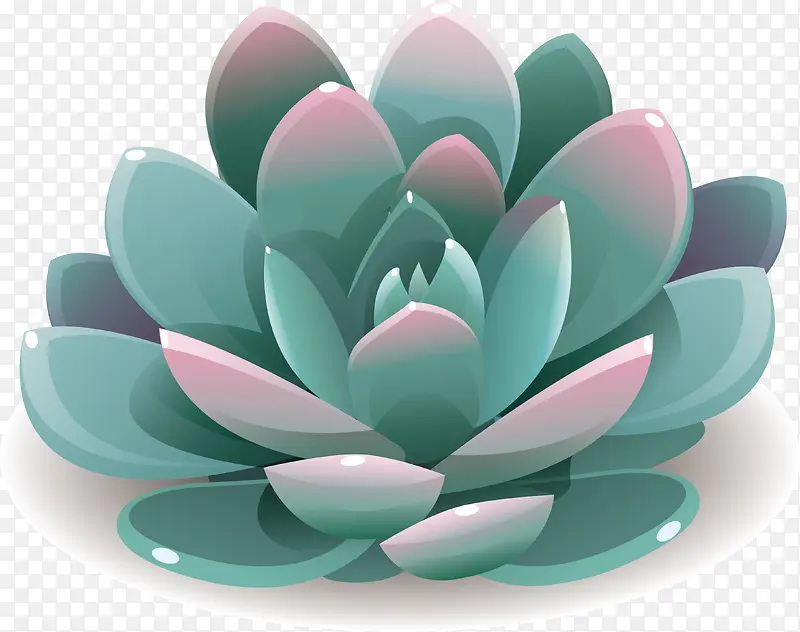 蓝色多肉植物