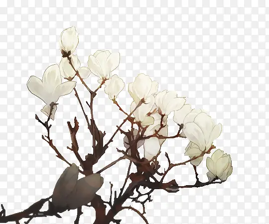 玉兰花