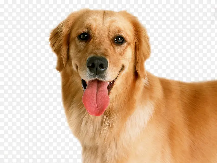 金毛犬