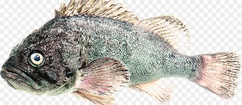 石斑鱼标本
