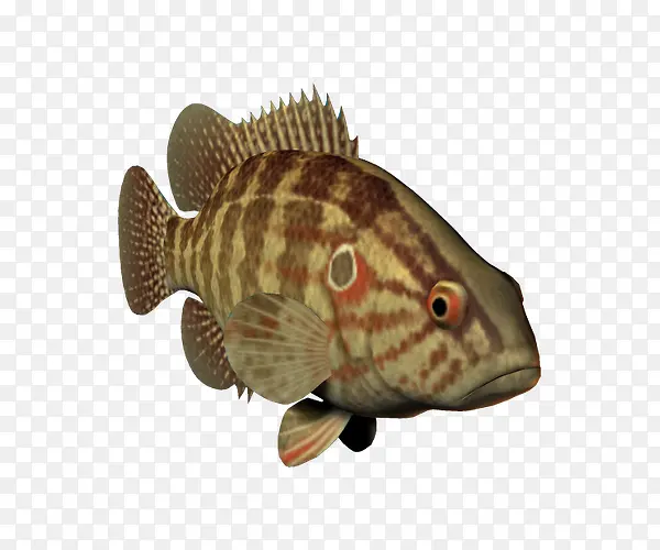 水中石斑鱼