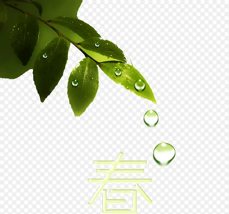 绿叶水滴透明露珠春