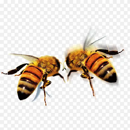 高清蜜蜂