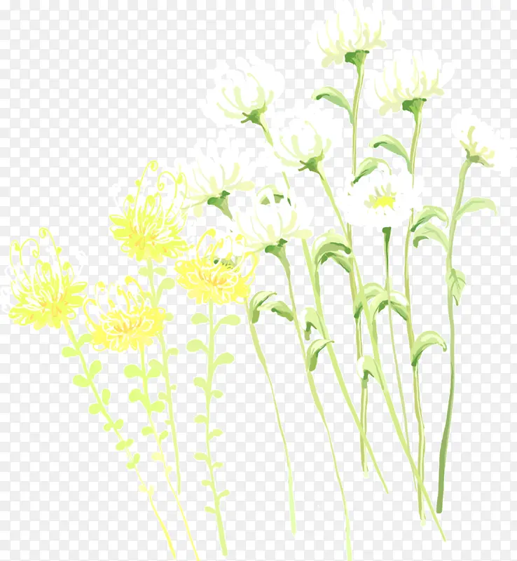 白色黄色菊花
