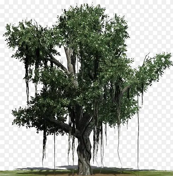 绿色植物灌木古榕树