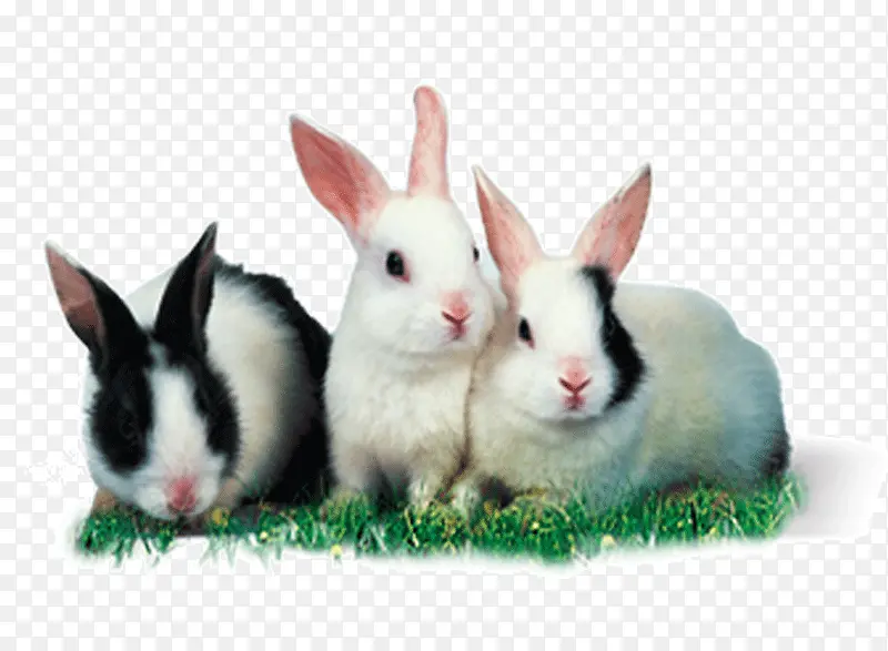 兔子宠物实物动物png